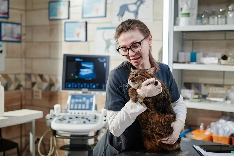 Veterinarian holding a cat beside ultrasound equipment — representing veterinary services that need strong local and service-specific search visibility.
